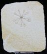 Floating Crinoid (Saccocoma) - Solnhofen Limestone #22447-1